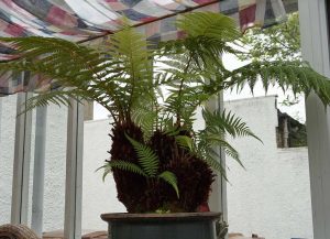 tree fern congested before being chopped