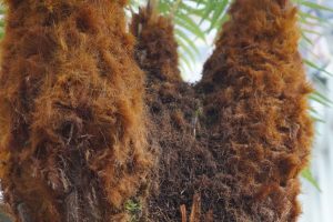 tree fern close-up of hairy trunks