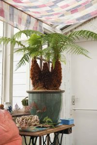 tree fern after being chopped