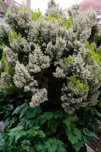 tree heath before the chop