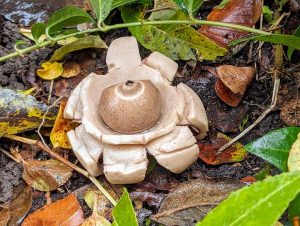 collared earthsar fungi