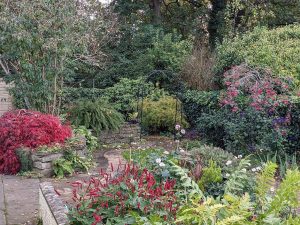 dark red colours in the garden flowers and foliage