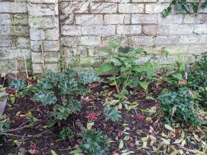 corner with farfugium and hydrangea