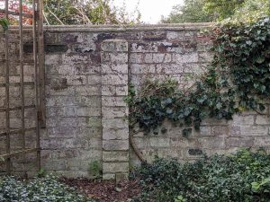 corner with tatty old ivy