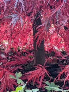 under the acer showing red leaves