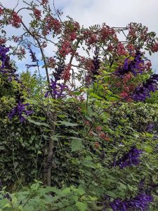 purple salvia amistad, pink rowan berries