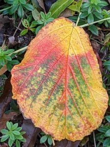 colourful leaf from Hamamelis inter Diane