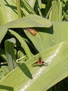 wasp and bee fly on a tulip leave