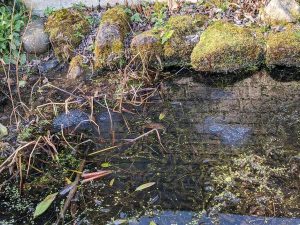 7 clumps of frog spawn 18th March 2022