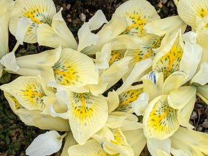 Iris Katharine's gold in a pot