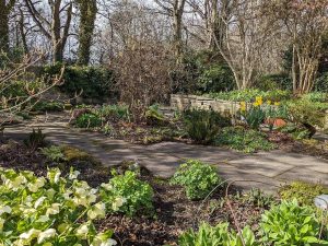 The stumpery in March 2022