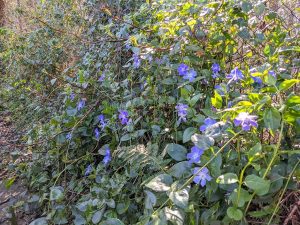 CVinca major growing up and over hydrange petiolaris