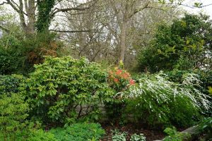 the back right hand corner of the garden with flowering spirea and foliage of pieris