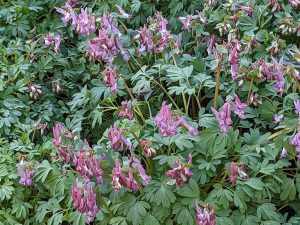 pink corydalis solida