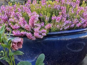 Erica westwood in a blue pot next to struggling hellebore