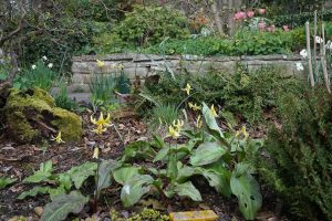 yellow Erythronium in the stumpery