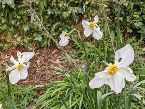 Narcissi Actaea Poeticus flowers eaten