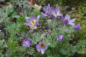 pale purple pasque flower with furry foliage