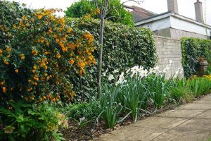 the right hand border of the garden with berberis and narcissi