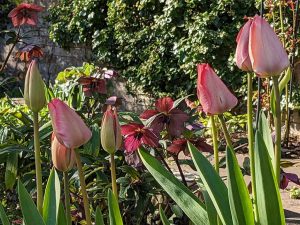 tulips mystic van eijk with purple heliobore behind it
