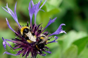 2 bees on a centaura plant