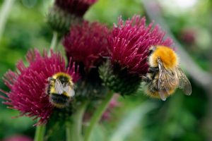 2 bees on  cirsium plant