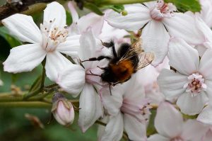 small tree bee on a Deutzia