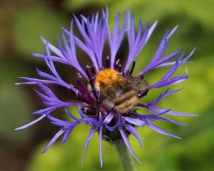 common carder bee on centaura plnt