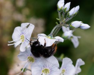 red tailed bee on a veronicus plant