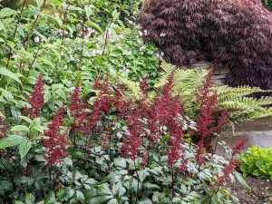 red astilbe