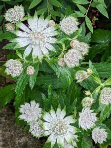 white astrantia