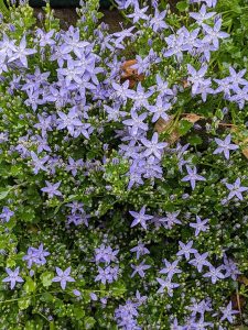 blue creeping campanula