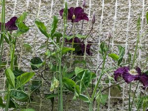 deep purple clematis