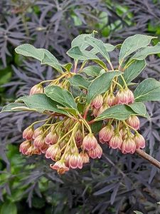 Enkianthus campanulatus flowers against purple sambucus nigra