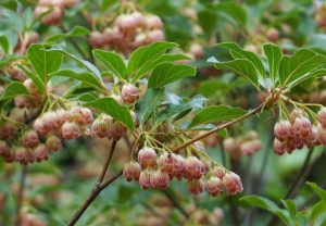 Enkianthus campanulatus