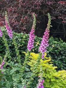 deep pink foxgloves