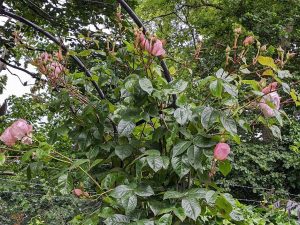 pink climbing rose Genereous gardener