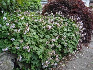 white geranium with pink centers in the raised bed