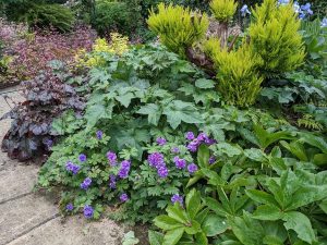 Geranium with double lilac flowers