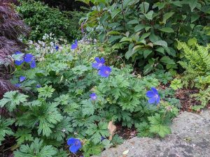 Geranium with blue flowers