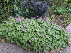 spreading geranium with pink/lilac flowers