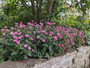 geranium wargrave pink in raised bed