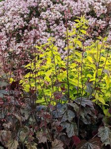 purple heuchera beside golden spirea and pink flowered hebe