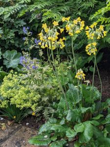 tall yellow Himalayan cowslip