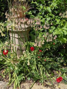 honey lily or Nectaroscordum siculum by chimney