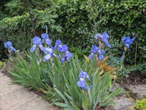 blue iris Jane Philips