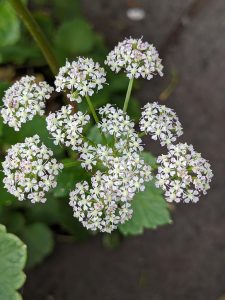 Ligusticum scoticum white flowers