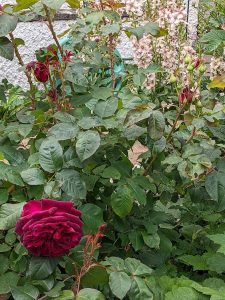 velvety crimson rose Munstead wood