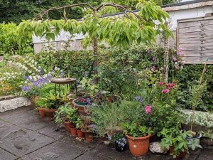 selection of pots of flowers on the patio