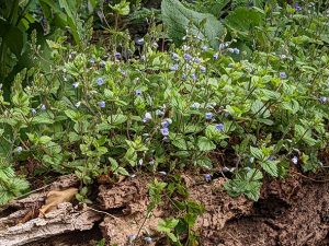 veronica filiformus (speedwell) on log